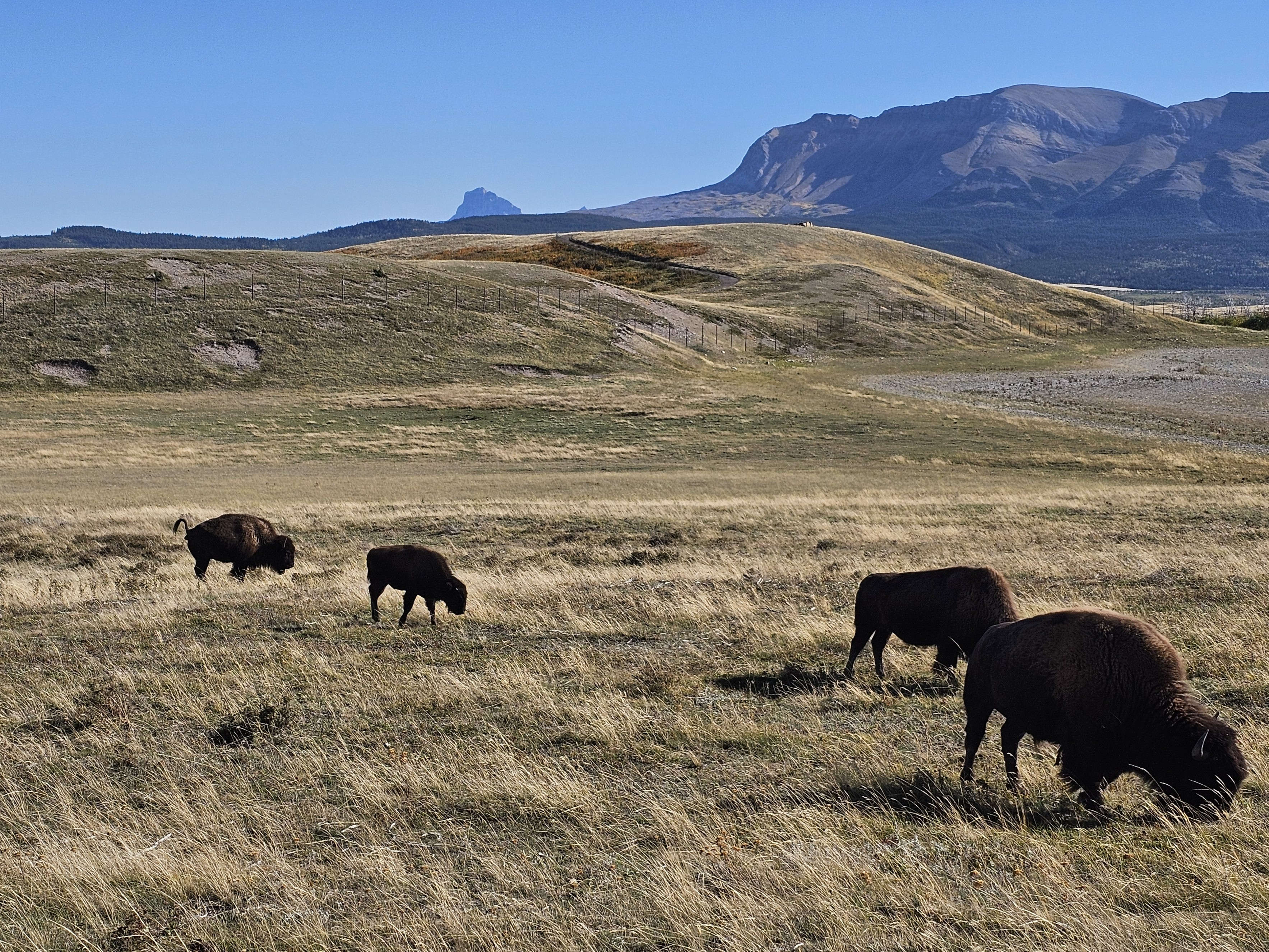 Bison Paddok